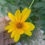 Helianthus tuberosusFlower