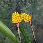 Aechmea calyculata Flower