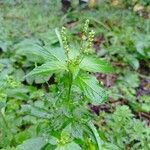 Mercurialis canariensis Çiçek