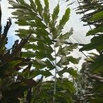 Arenga undulatifolia Folha