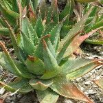 Aloe lateritia Хабит