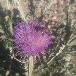 Onopordum macracanthum Çiçek