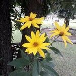 Helianthus tuberosusBlüte