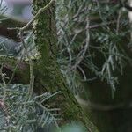 Juniperus chinensis Bark