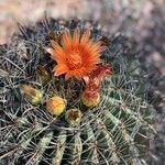 Ferocactus wislizeni Flor