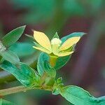 Ludwigia hyssopifolia Levél