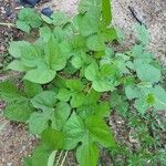 Ipomoea hederacea Blad