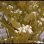 Nolina parryi Flor