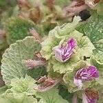 Pseudodictamnus hirsutus Flower