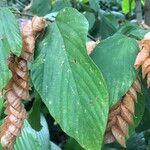 Flemingia strobilifera Leaf