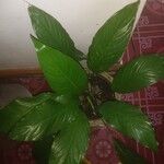 Spathiphyllum blandum Foglia