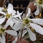 Amelanchier × lamarckii Flower