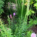 Liatris pycnostachya Hábito