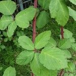 Rubus armeniacus ഇല