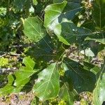 Quercus arkansana
