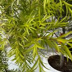 Podocarpus salignus पत्ता