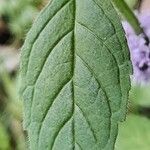 Mentha arvensis Blatt