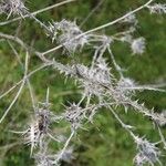 Scolymus maculatus Кора