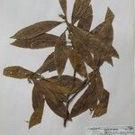 Dodecadenia grandiflora Alia