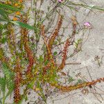 Rumex bucephalophorus Habit