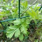 Geum aleppicum ഇല