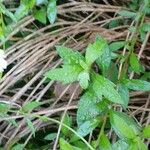 Erigeron karvinskianus Leaf