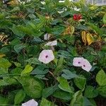 Ipomoea obscura Habit