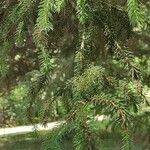 Picea brachytyla Hoja