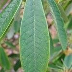 Rhododendron uvariifolium Hoja
