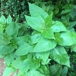 Mirabilis longiflora Blad