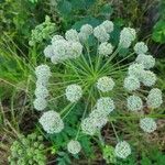 Angelica sylvestris 花