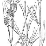 Hieracium bupleuroides Muu