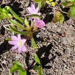 Lewisia pygmaea 花