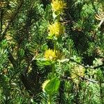 Gentiana luteaFlor