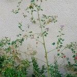 Malva multiflora Hábito