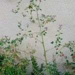 Malva multiflora عادت داشتن