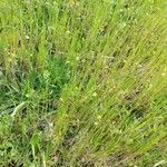 Festuca bromoides Habit