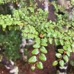 Nothofagus solandri Leaf