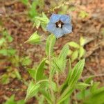 Trichodesma zeylanicum Flower