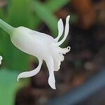 Tulbaghia simmleri Flor