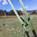 Lathyrus hirsutus Bark