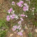 Chromolaena hirsuta Flor