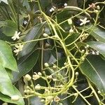 Ekebergia capensis Φρούτο