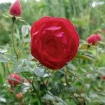 Rosa chinensis Кветка