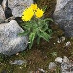 Hieracium villosum फूल