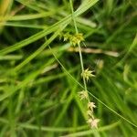 Carex echinata Gyümölcs