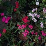 Dianthus chinensis പുഷ്പം