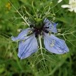Nigella sativa Flower