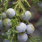 Juniperus deppeana Fruit