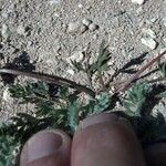 Cymopterus alpinus Хабит